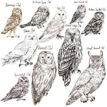 Illustration drawing style of owl birds collection