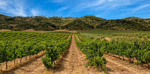 Fototapeta na wymiar Vineyard in La Rioja with mountain and blue sky