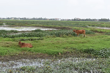 Two brown cows grazing in a green rice field in Hoi An in Vietnam, Asia