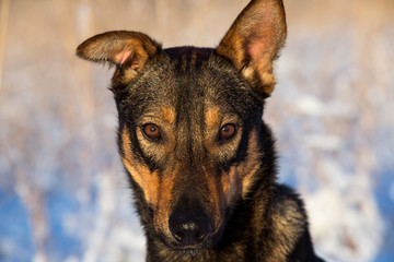 Portrait of beautiful black dog, looking at camera, sitting in a sunny meadow