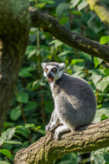 Naklejka na ściany i meble cat's lemur at the Prague Zoo