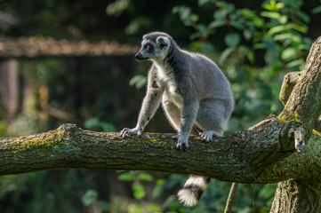 cat's lemur at the Prague Zoo