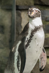 Naklejka premium penguin at the Prague Zoo