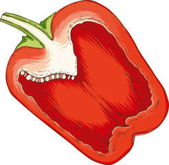 Red Bell Pepper in Cross Section