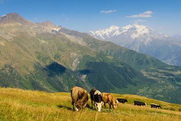 Obraz premium Beautiful mountain landscape with grazing cows on the background of mountain peaks. Popular trekking route near the village of Mestia, Svaneti region, Georgia