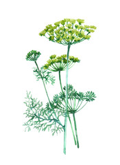 Dill plant Watercolor illustration isolated on white background.

