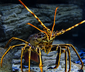 Colourful Tropical Rock lobster close up with blur under water on background of beautiful underwater stones.