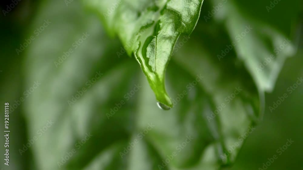 Poster water droplets dripping from the tip of the green leaf. slow motion shot.