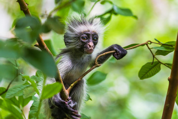 Zanzibar red colobus monkey. Zazibar, Tanzania.