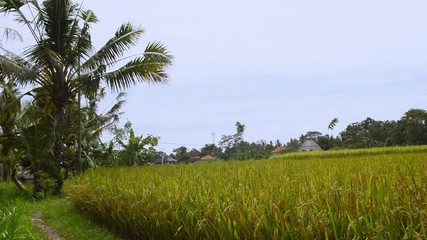 Young man walking through rice field during sunset