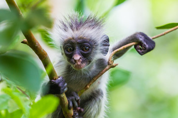 Zanzibar red colobus monkey. Zazibar, Tanzania.