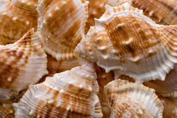 Seashells collection background