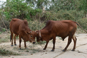 Closeup of two brown cows on a street in Hoi An in Vietnam, Asia