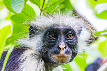 Zanzibar red colobus monkey. Zazibar, Tanzania.