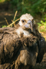 Fototapeta premium black griffon 