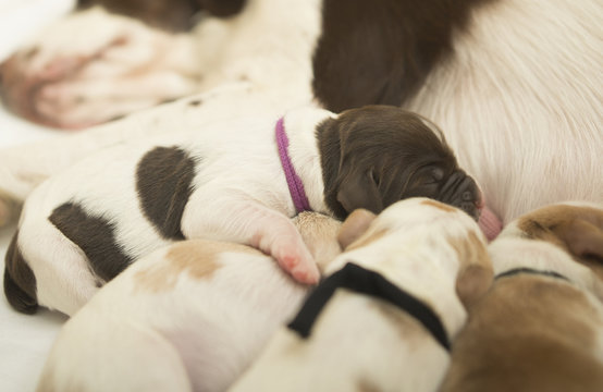 Puppy Pile