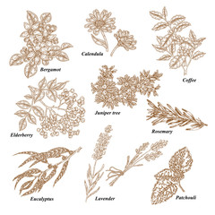 Medical and cosmetics plants. Hand drawn Bergamot, Calendula, Coffee branch, Elderberry, Juniper tree, Rosemary, Eucalyptus, Lavender, Patchouli. Vector illustration engraved.