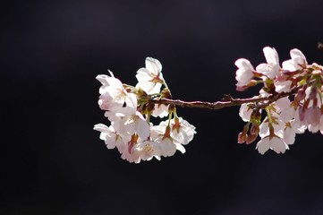 桜の花
