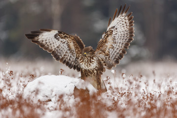 Mäusebussard