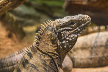 iguana at the Prague Zoo