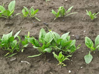 野菜畑