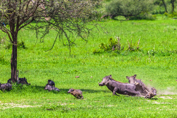 Warthogs in Tarangire National Park, Tanzania.