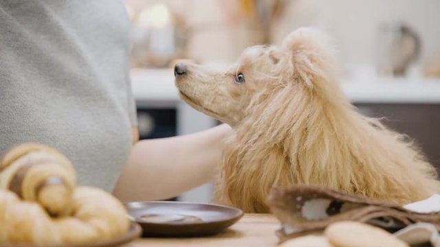 Woman with her dog hewing breakfast .
