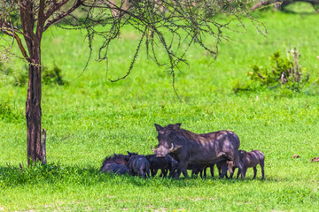 Warthogs in Tarangire National Park, Tanzania.