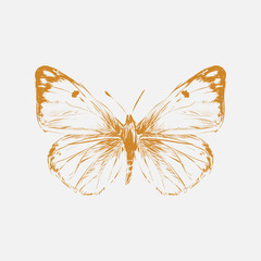 Illustration drawing of butterfly © Rawpixel.com