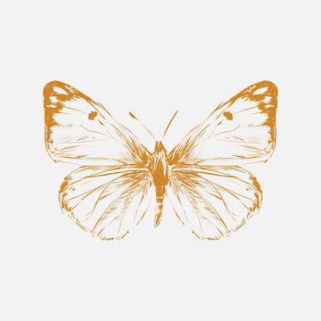 Illustration drawing of butterfly