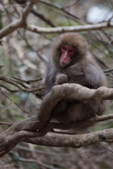 ある日の日本猿、表情が可愛い。誰かに似ている。