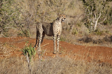 African Safari - Cheetah at Tsavo East Park Kenya