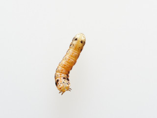 Brown and black worm or caterpillar isolated on white background