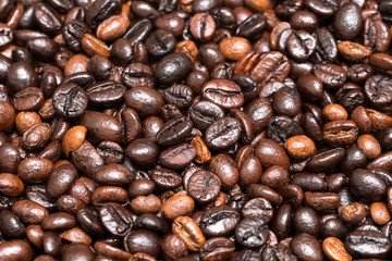 Arabica coffee,coffee,Robusta