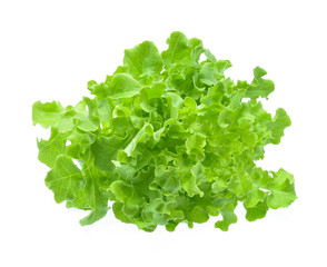 Obraz na płótnie Canvas Green oak lettuce isolated on white background.