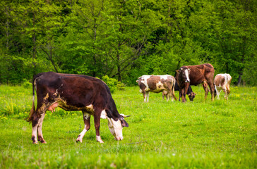 Naklejka na ściany i meble brown cow on a grassy field near the forest. lovely rural scenery in springtime