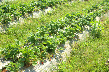 strawberry fruit in garden