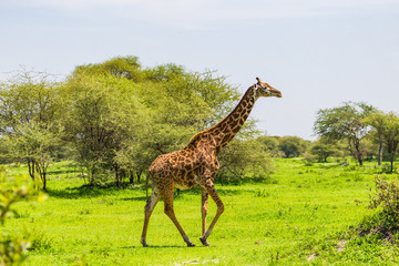 Obraz premium Giraffe in Tarangire National Park, Tanzania.