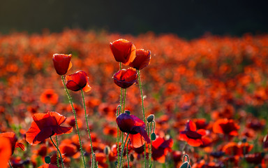 Obraz premium vivid red poppy field at sunset. beautiful summer background