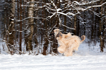 Dog breed dog Afghan Hound running on snow-covered park