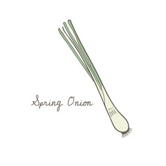 Illustration of spring onion