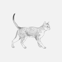 Illustration of a cat