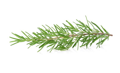rosemary isolated on white background