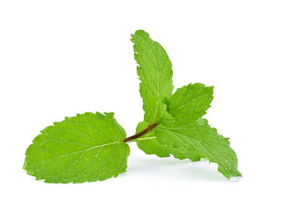 mint leaves with drop of water isolated on white background