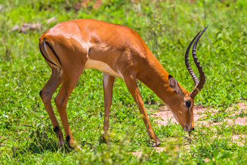 Wild Impalas in Tarangire National Park. Tanzania.