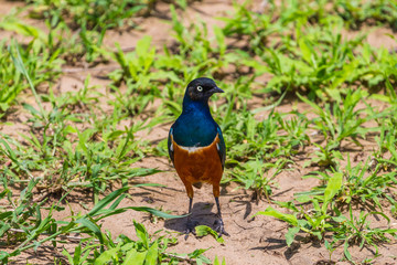 Obraz premium Superb starling. Tarangire National Park, Tanzania.