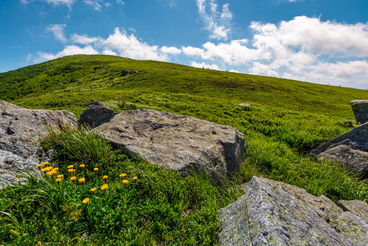 rocks and dandelions on grassy hillside. lovely summer nature scenery in mountain under the blue sky with some clouds