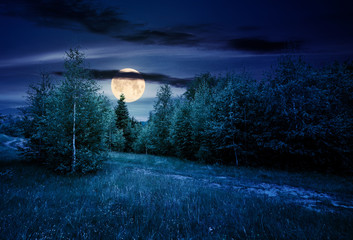 path through forested grassy meadow at night in full moon light. beautiful summer nature scenery