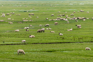 Schafe auf der Weide am Wattenmeer