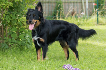 Border Collie Mix auf einer Wiese